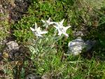 Edelweiss