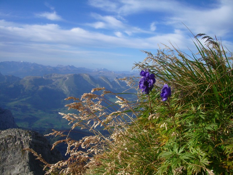 Blauer Eisenhut