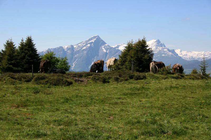 Bei Mutta oberhalb Feldis