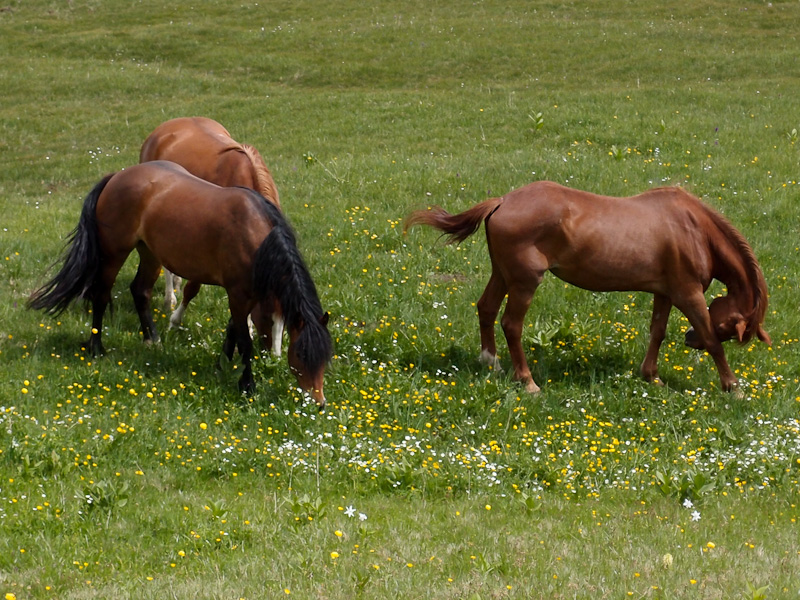 Bei Sadrein