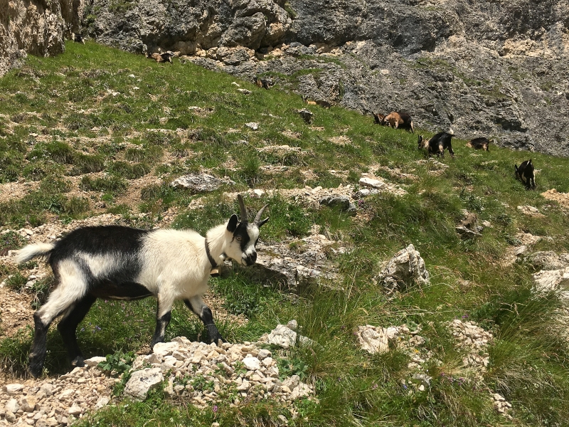 Bergziege unter dem Plattkofel